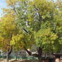 Fraxinus americana automne
